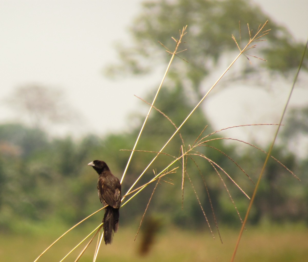 Marsh Widowbird - ML60916021