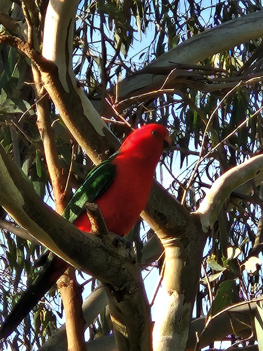 Australian King-Parrot - Jonathan Boucher