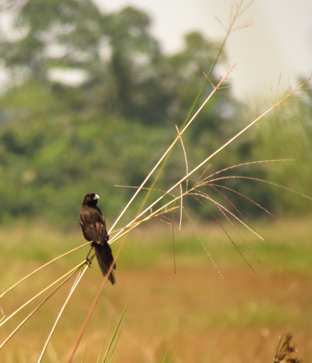 Marsh Widowbird - ML60916031