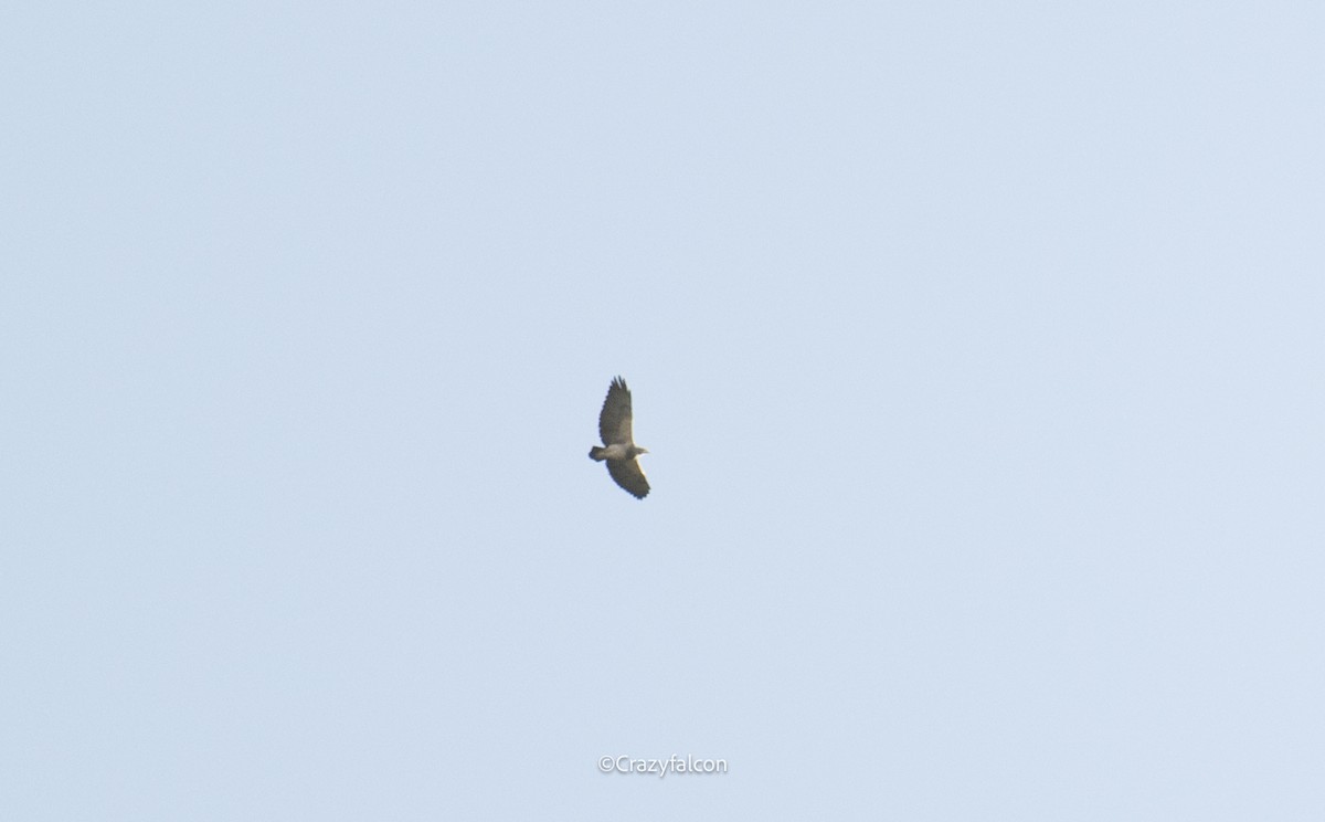 Black-chested Buzzard-Eagle - Qiang Zeng