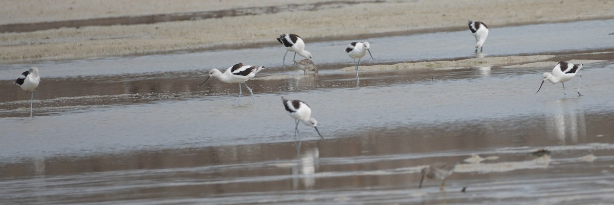 Avoceta Americana - ML609160388