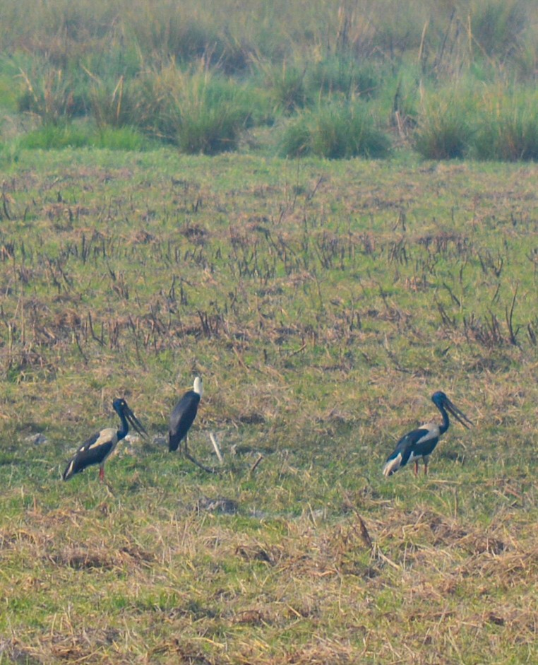 Black-necked Stork - ML609160582