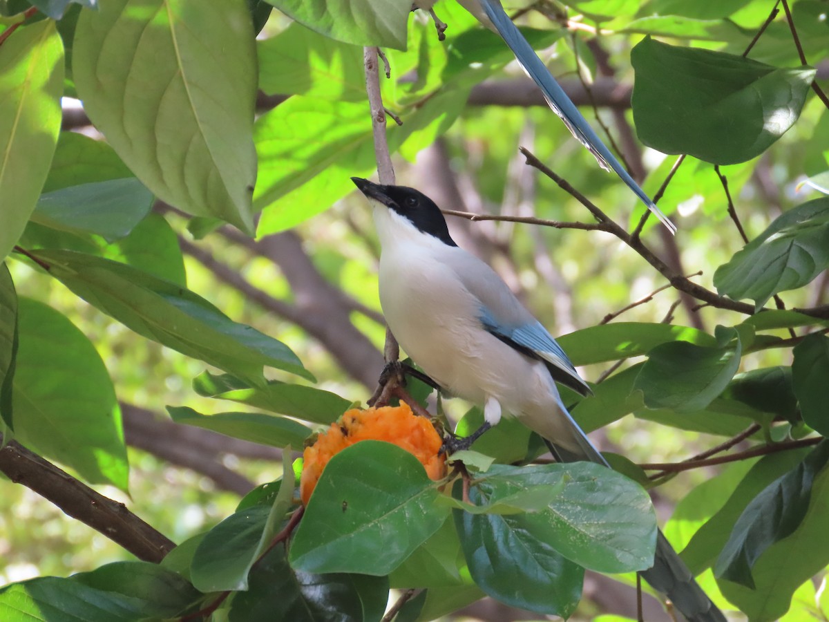 Azure-winged Magpie - Mingyun Seo