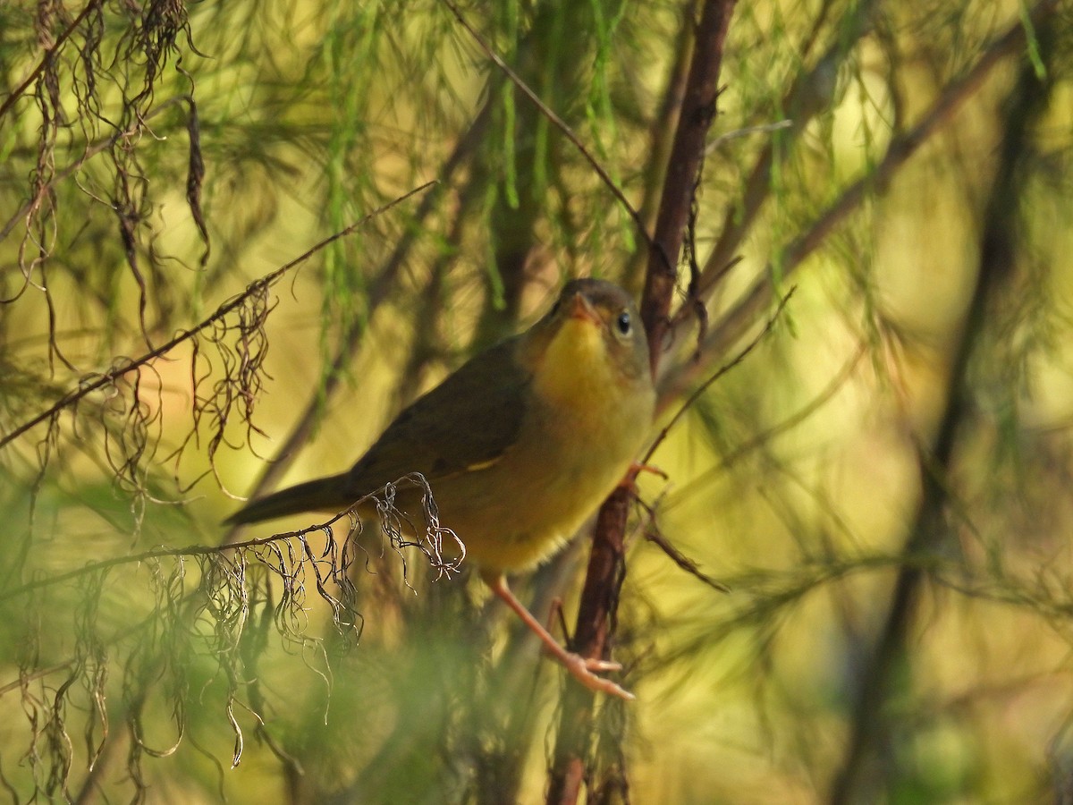 Common Yellowthroat - ML609160650