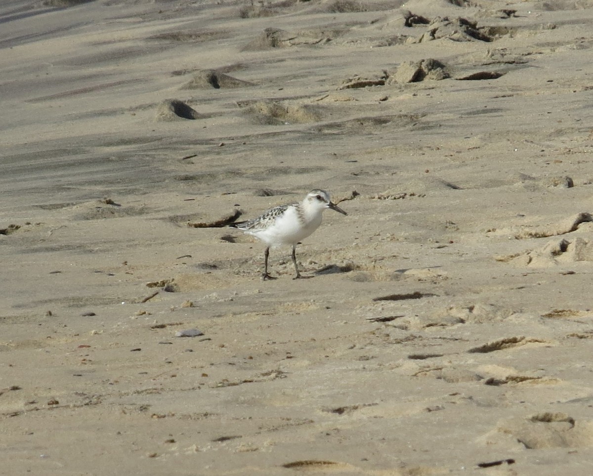 Sanderling - ML609160671