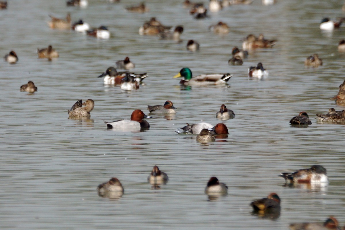 Mallard - Nusrat Ali