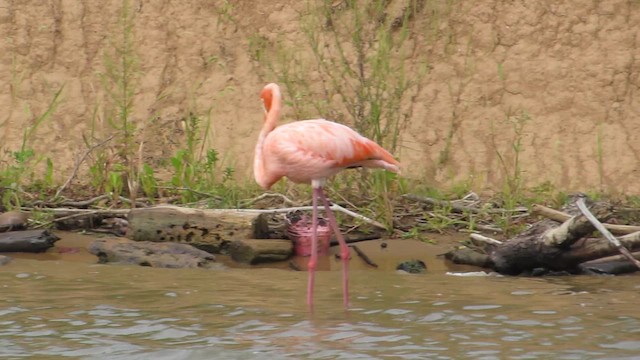 Flamant des Caraïbes - ML609160786