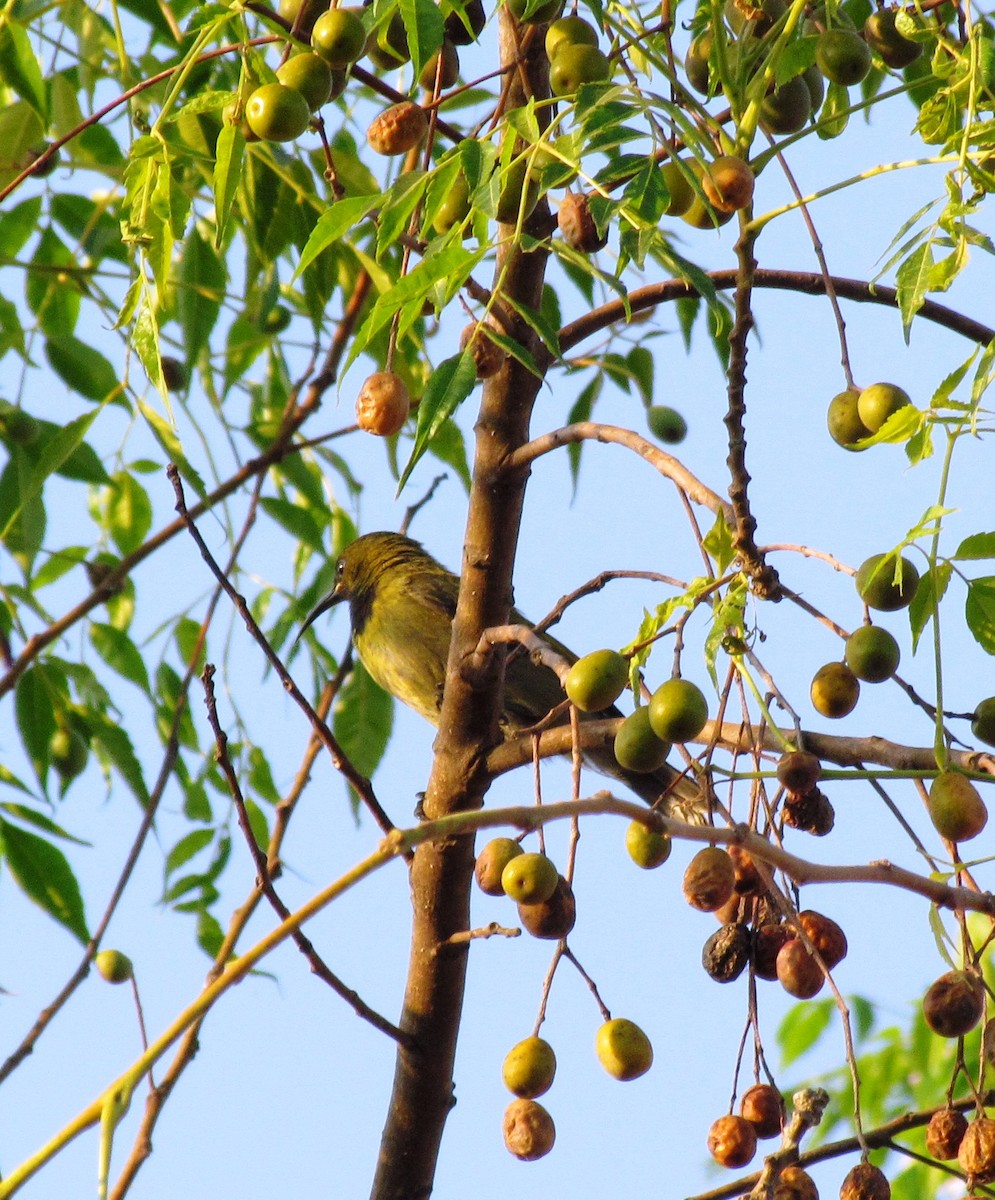 Reichenbach's Sunbird - ML60916091