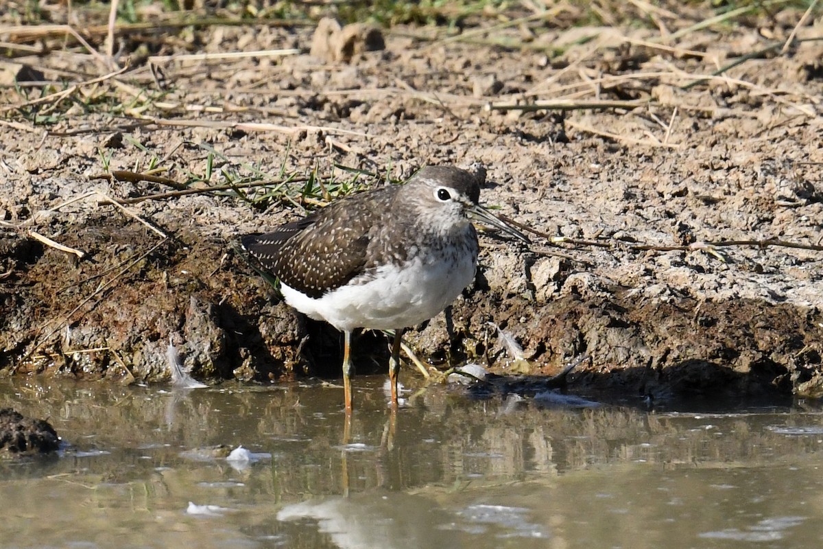 Green Sandpiper - ML609160953