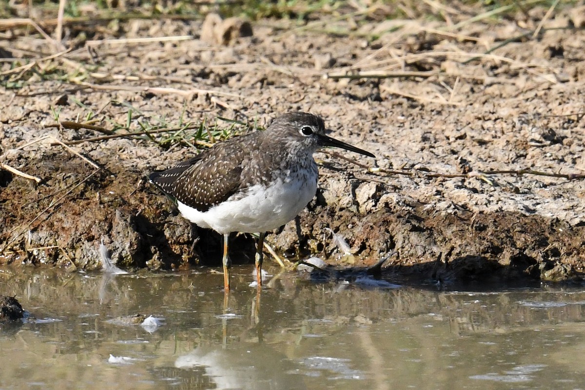 Green Sandpiper - ML609160954