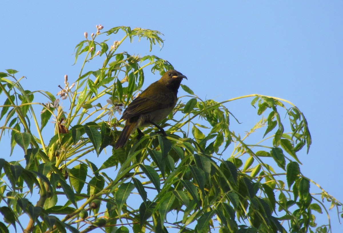 Reichenbach's Sunbird - ML60916101