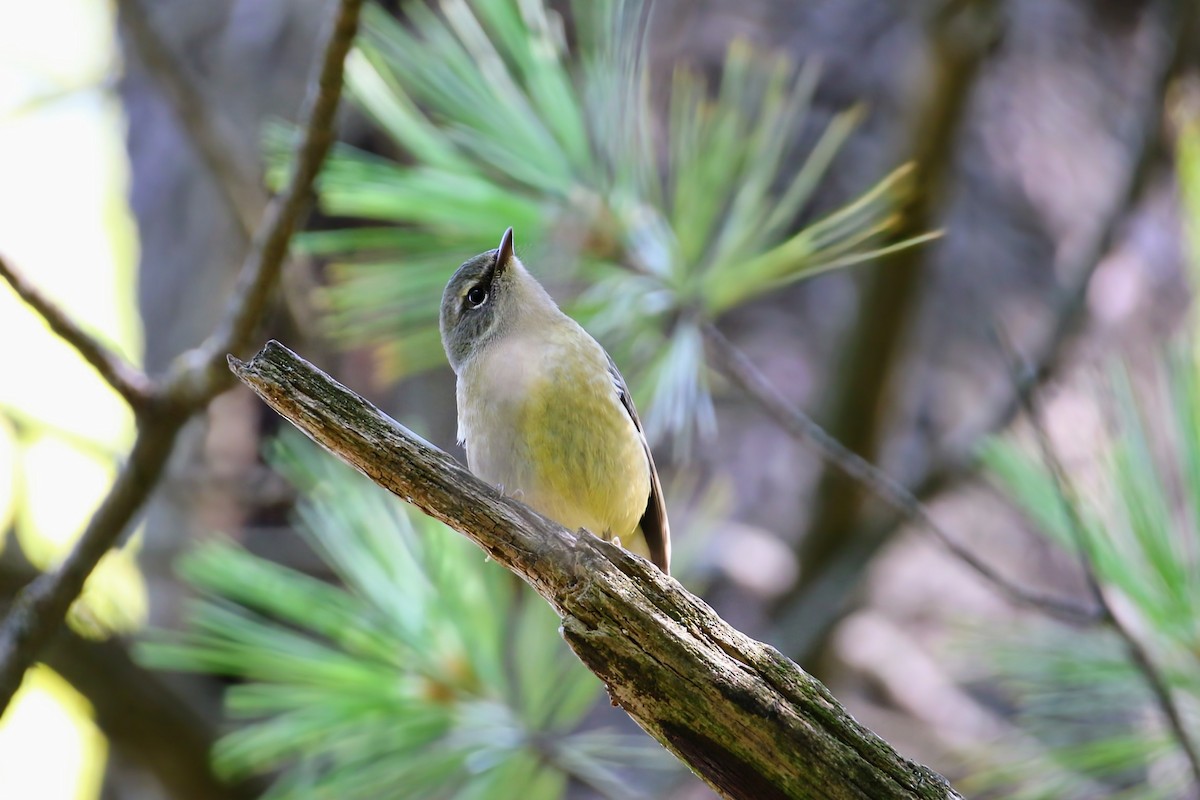Black-throated Blue Warbler - Phil Mills