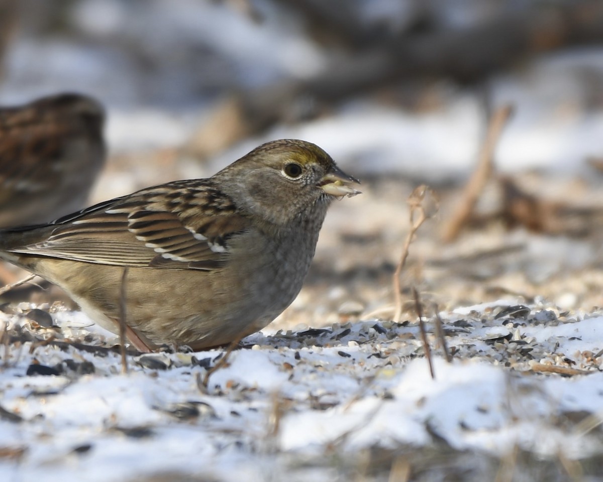 Golden-crowned Sparrow - ML609161125