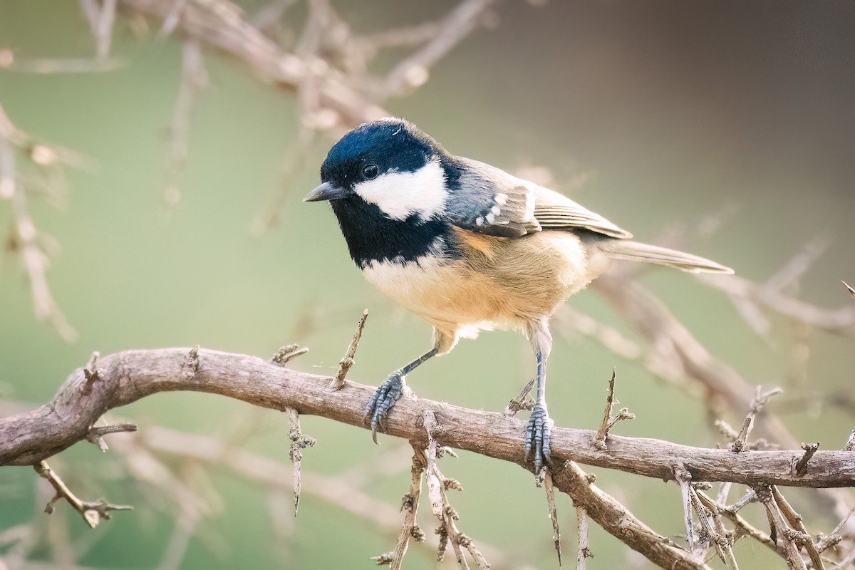 Coal Tit - ML609161138