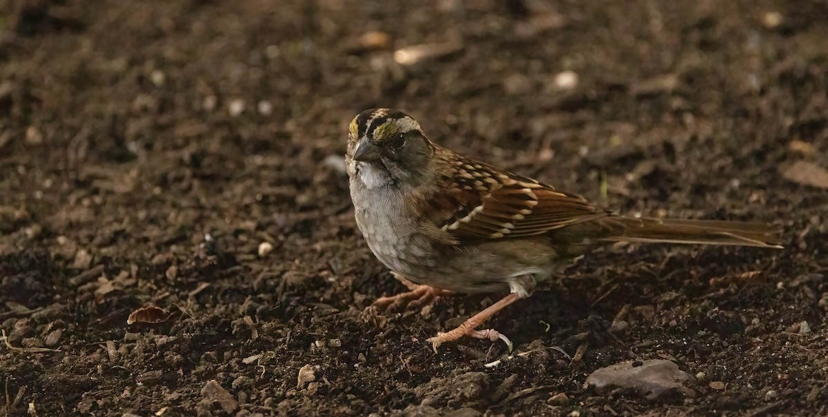 White-throated Sparrow - ML609161273