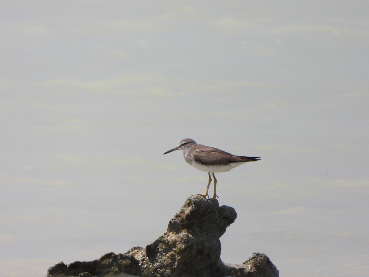 Gray-tailed Tattler - ML609161274