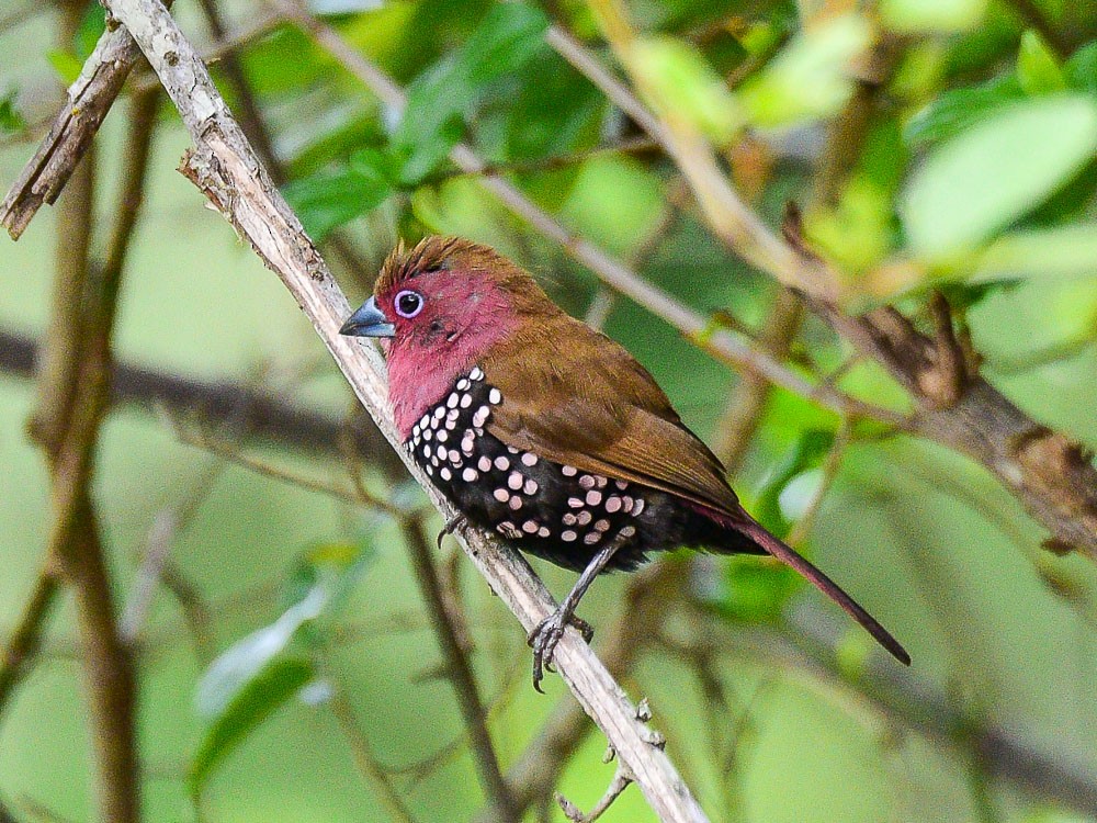 Pink-throated Twinspot - ML609161290