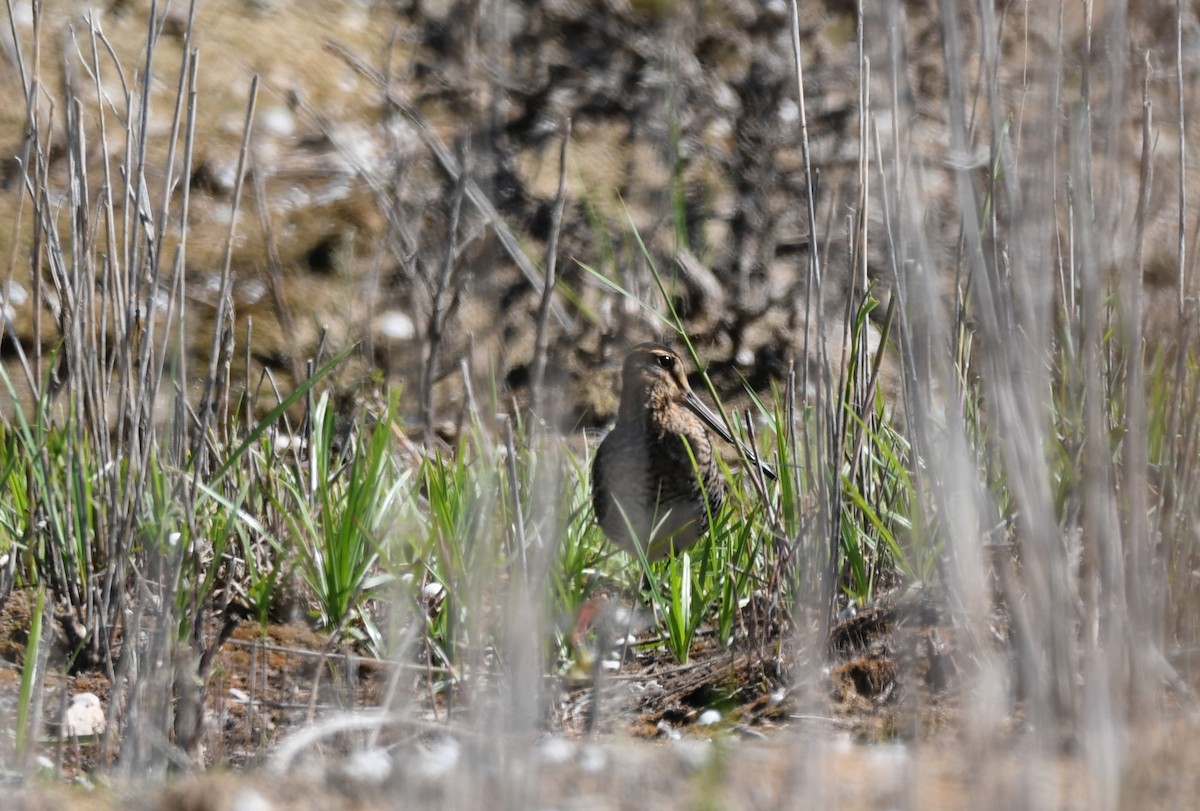 Common Snipe - ML609161335