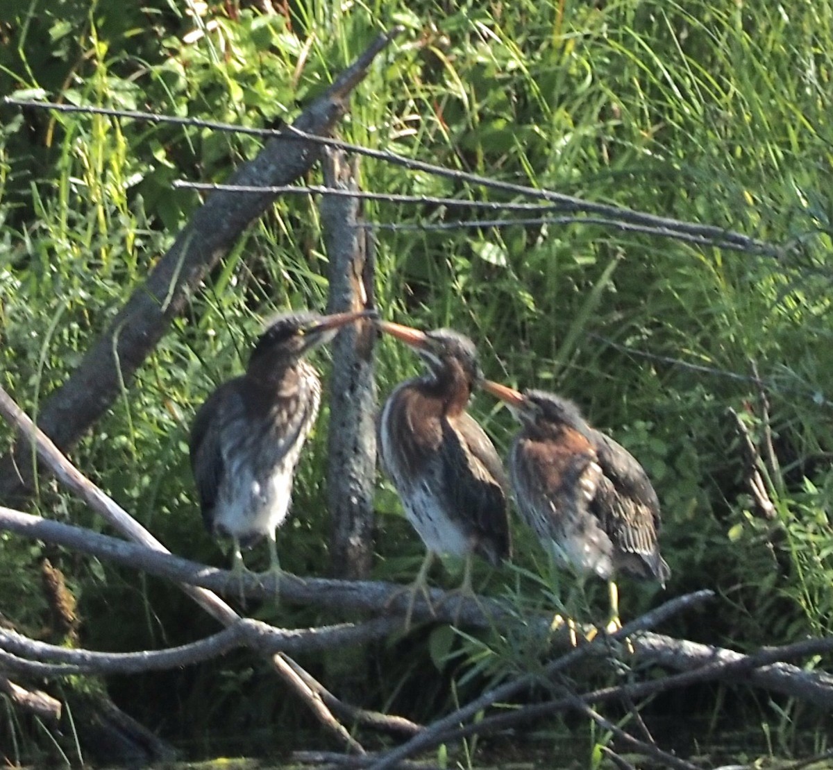 Green Heron - ML609161407