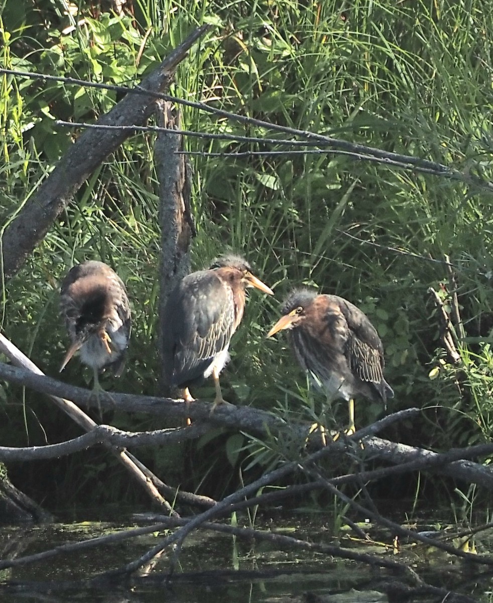 Green Heron - ML609161408