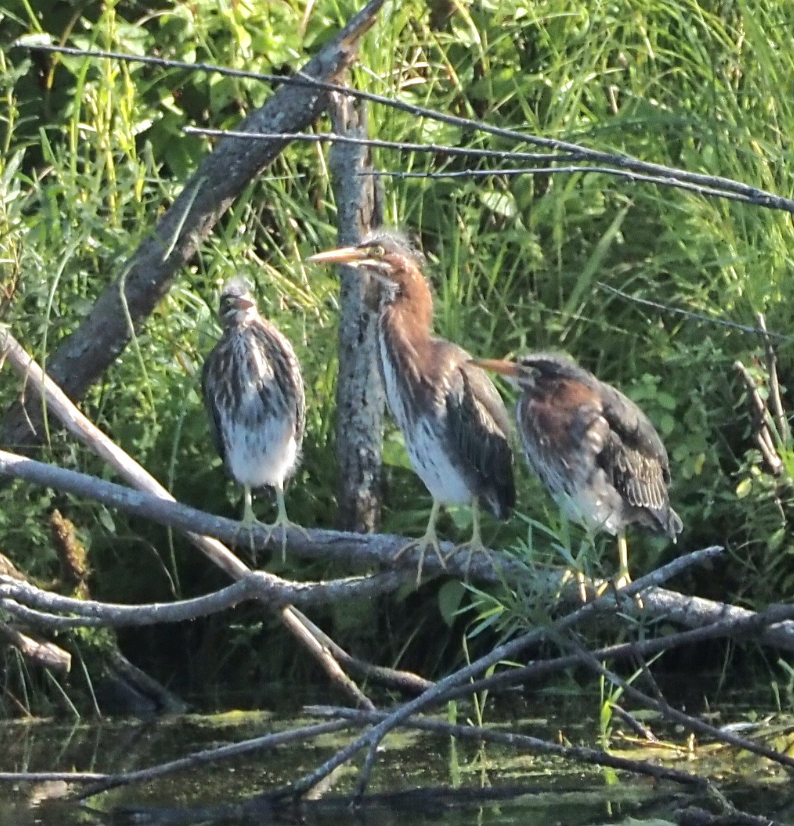 Green Heron - ML609161409