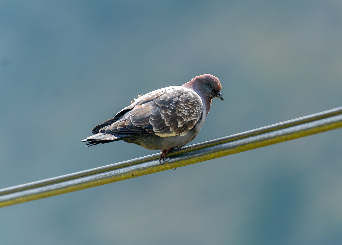Spot-winged Pigeon - ML609161414
