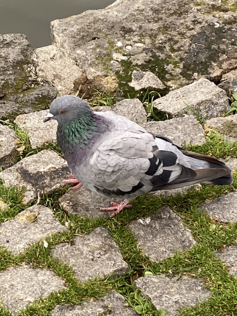 Rock Pigeon - ML609161419