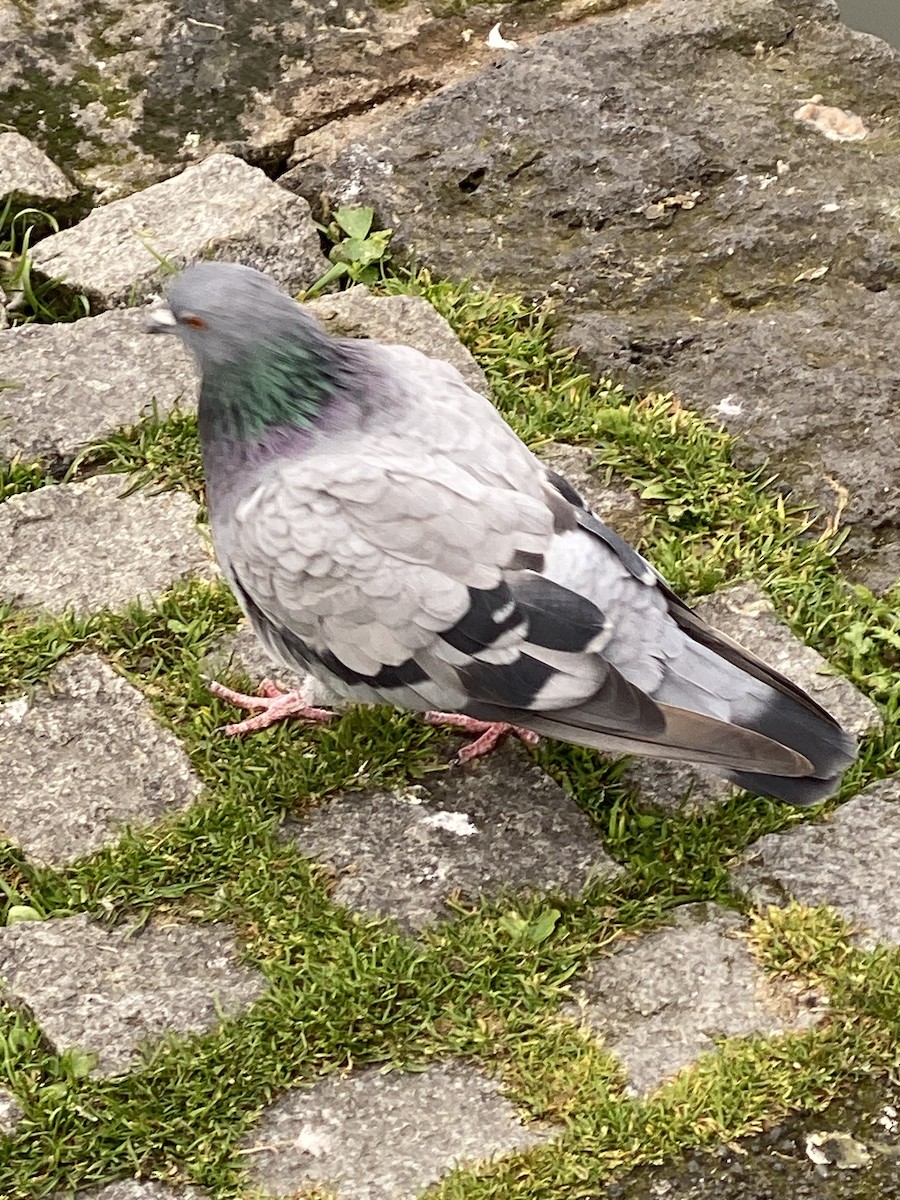 Pigeon biset - ML609161420