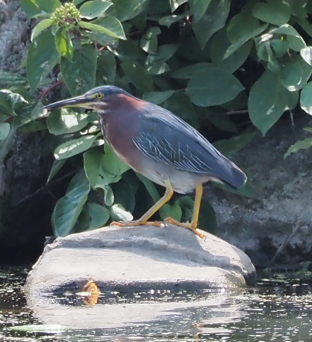 Green Heron - ML609161544