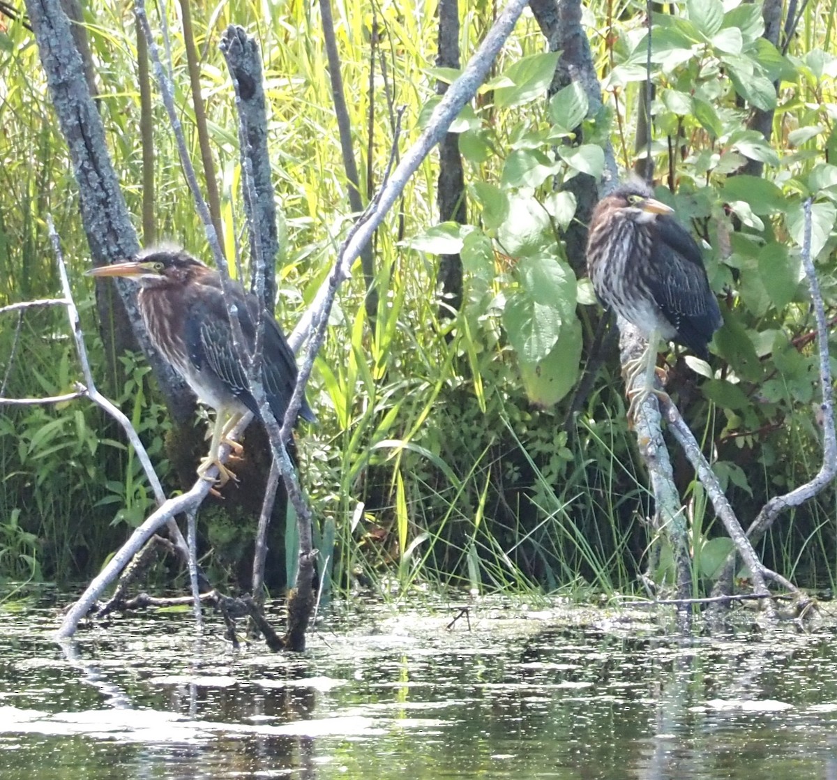 Green Heron - ML609161547