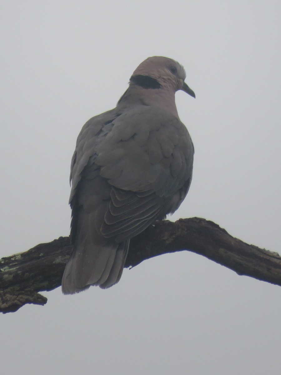 Red-eyed Dove - ML609161629