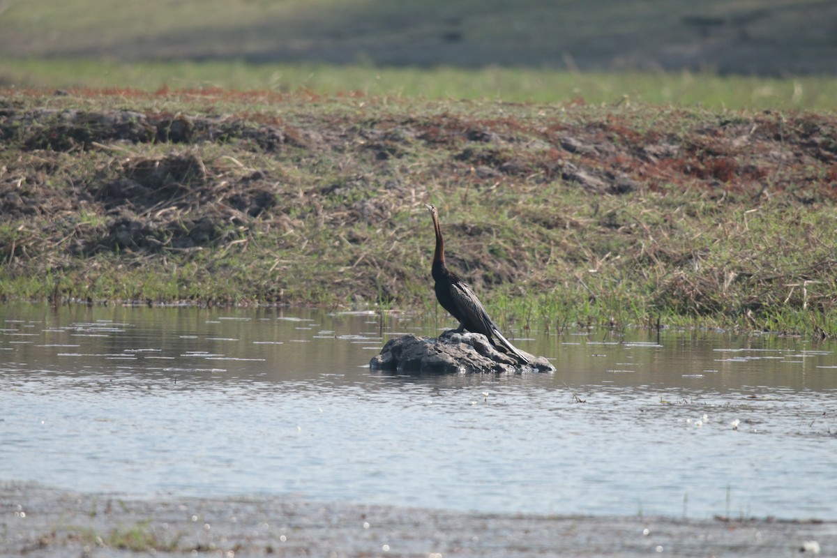 Anhinga d'Afrique - ML609161647