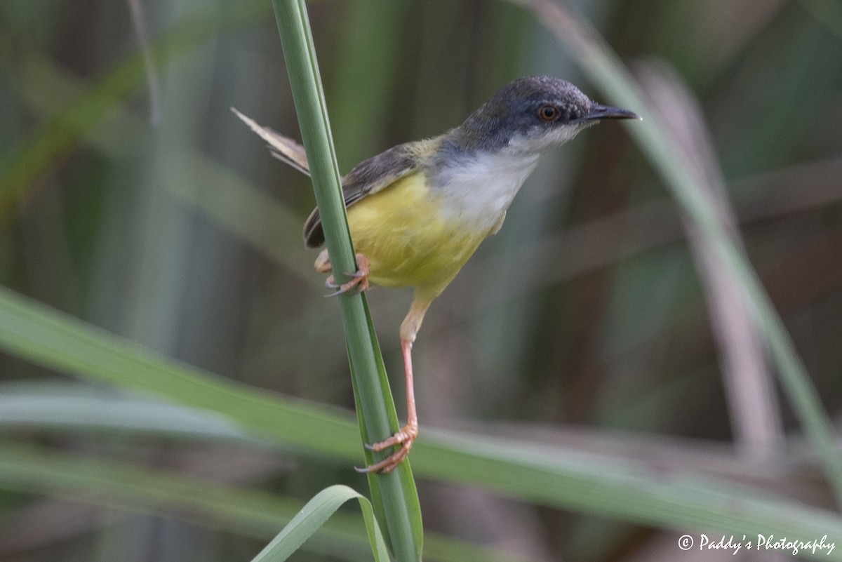 gulbukprinia - ML609161659