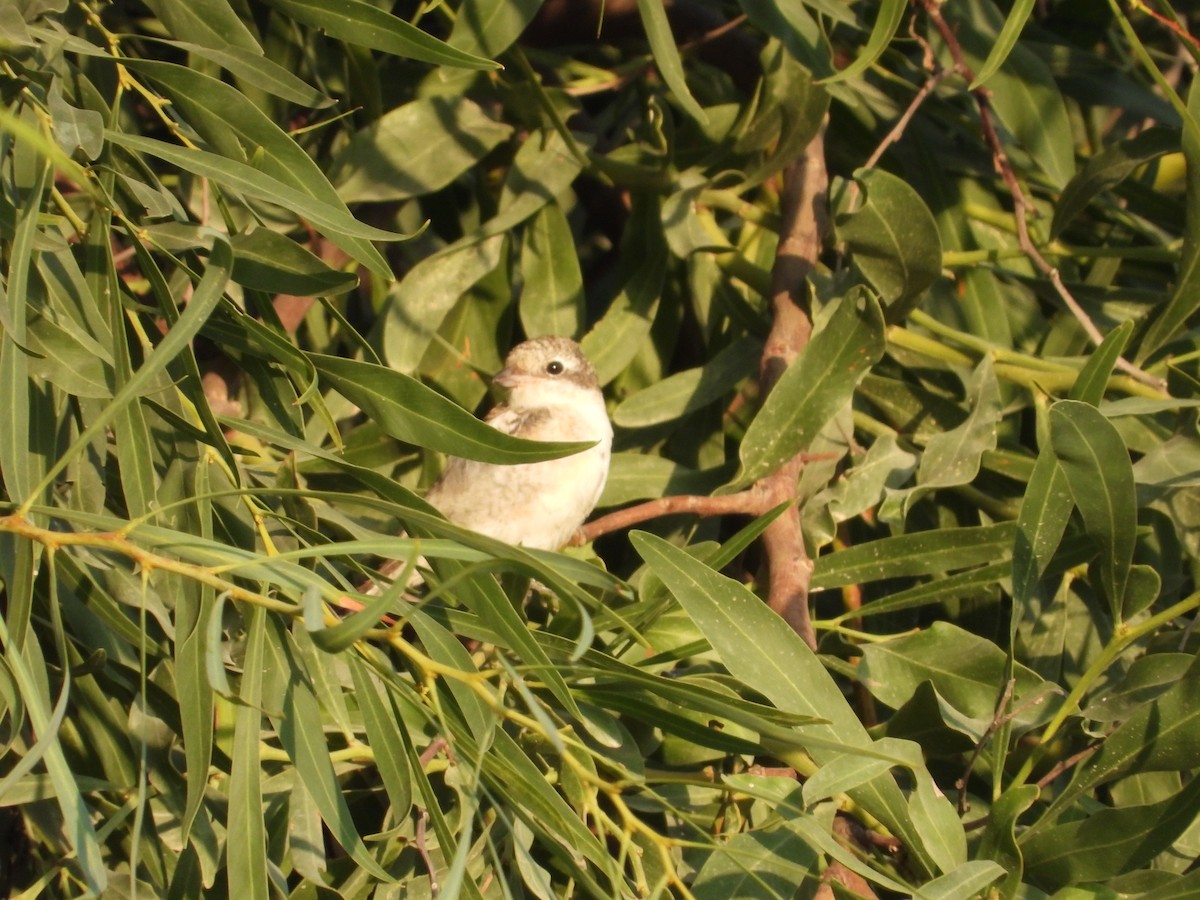 Masked Shrike - ML609161674