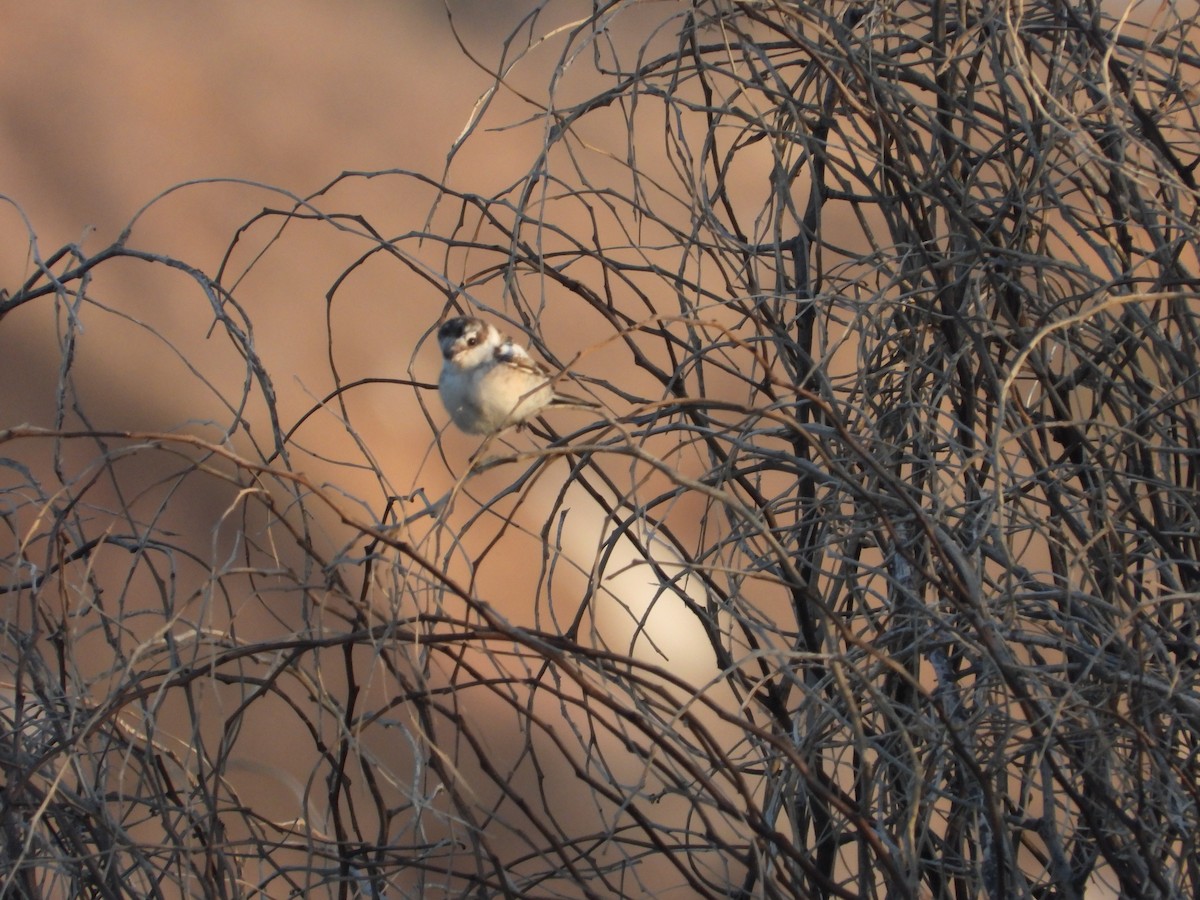 Masked Shrike - ML609161675