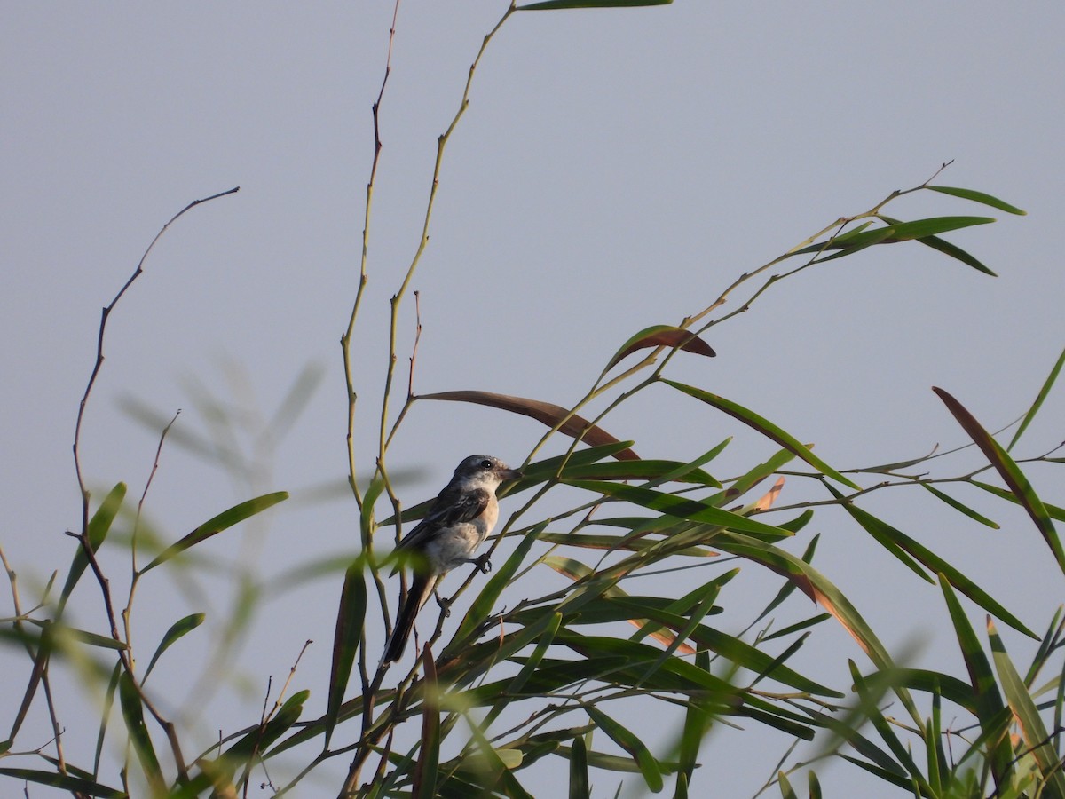 Masked Shrike - ML609161676