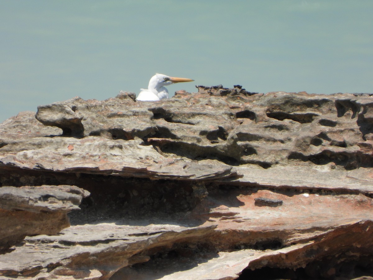 Great Egret - ML609161705