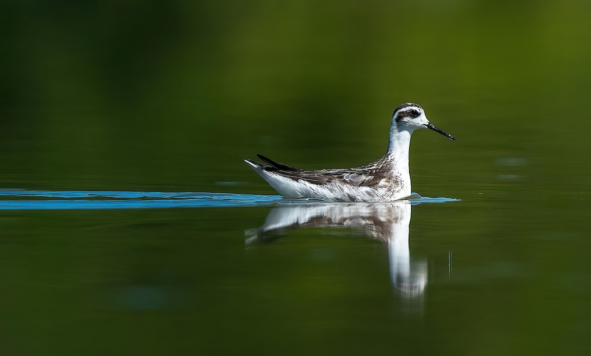 Denizdüdükçünü - ML609161731