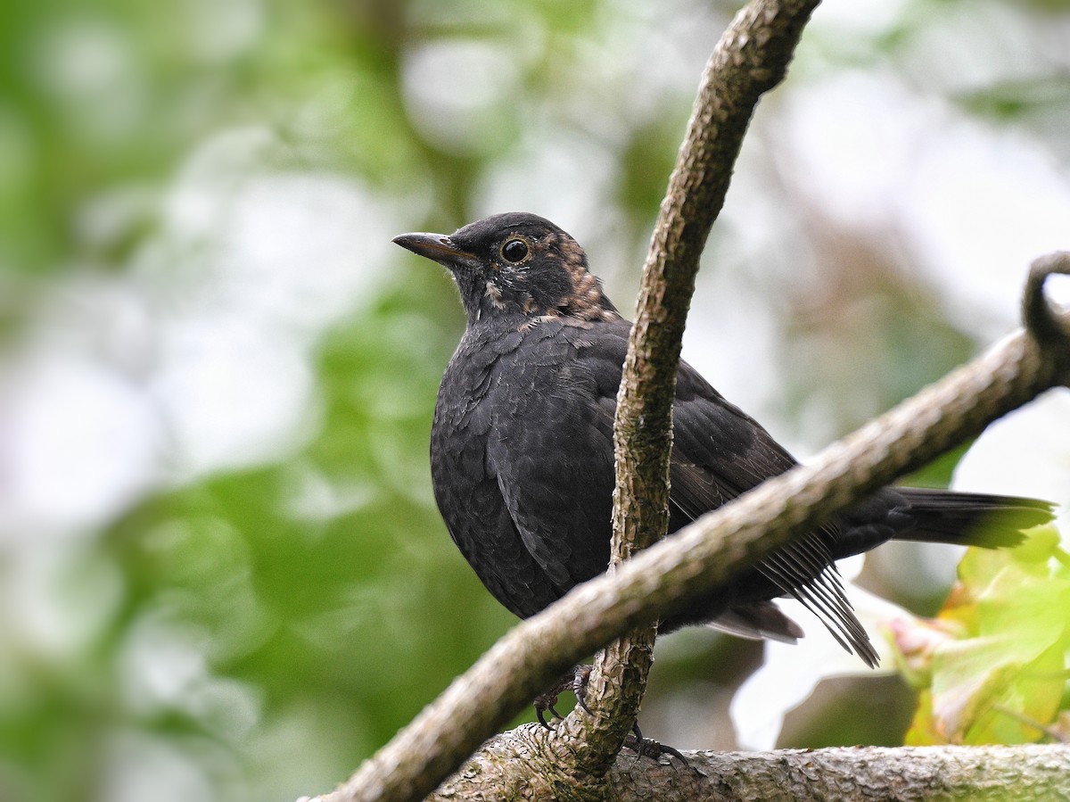 Eurasian Blackbird - ML609161785