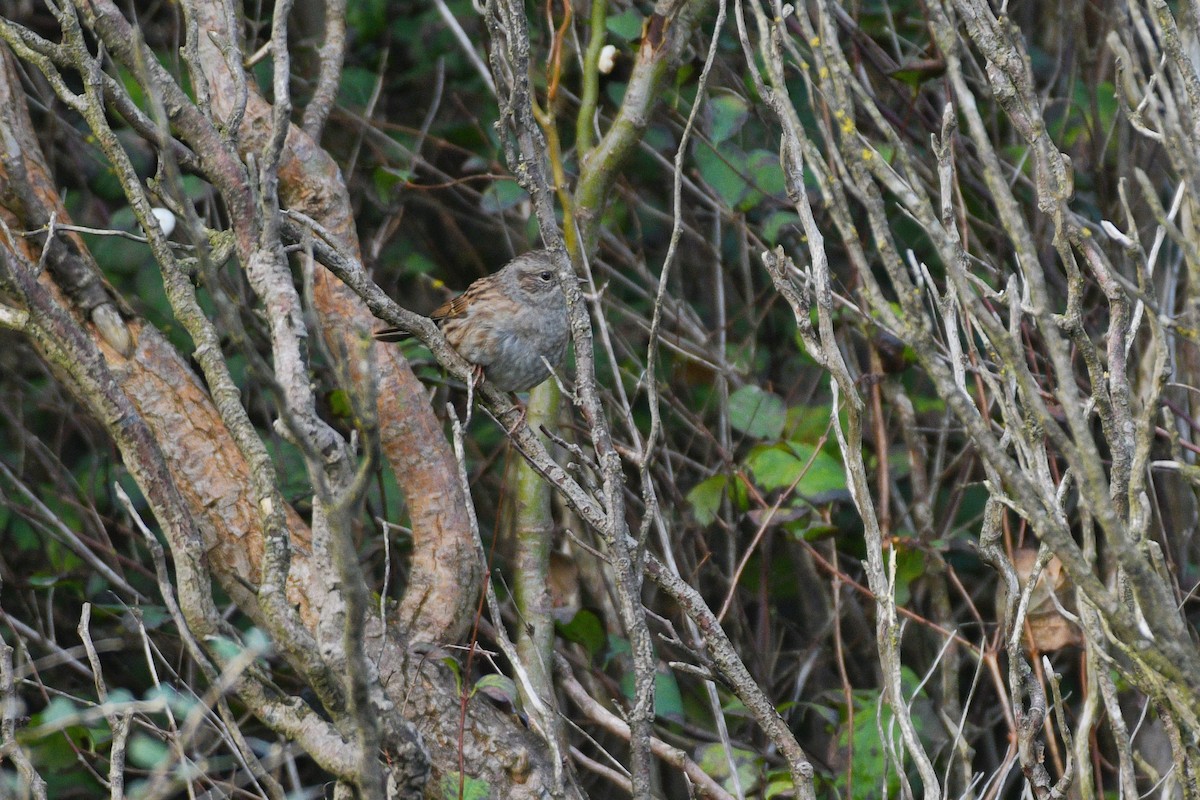 Dunnock - Tapan Kane