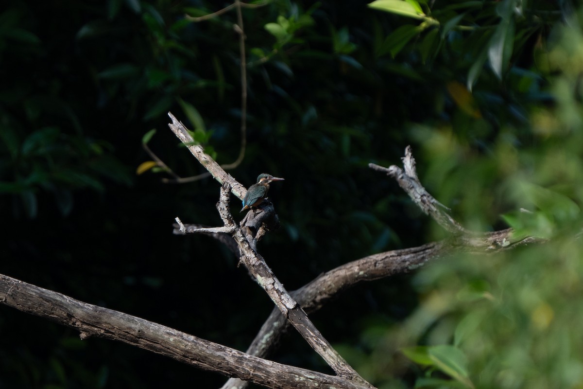 Common Kingfisher - ML609161924
