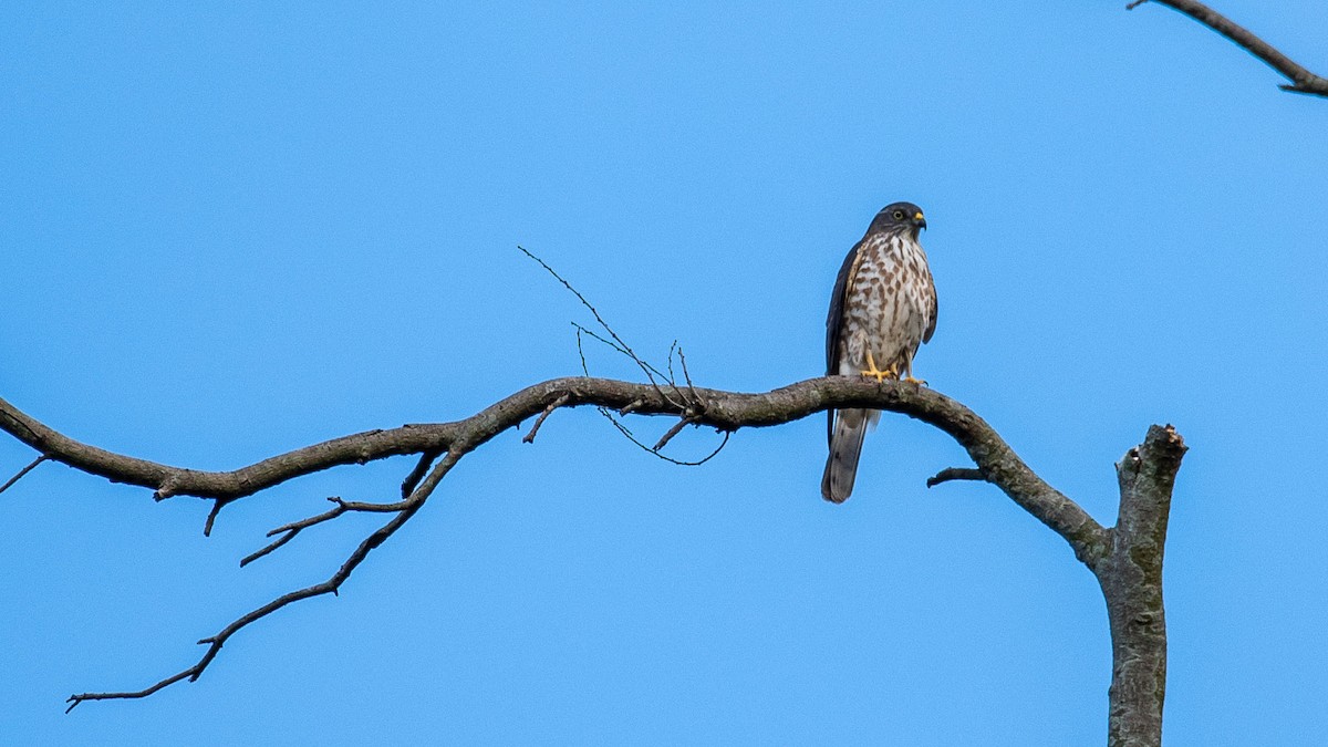 Chinese Sparrowhawk - ML609161925