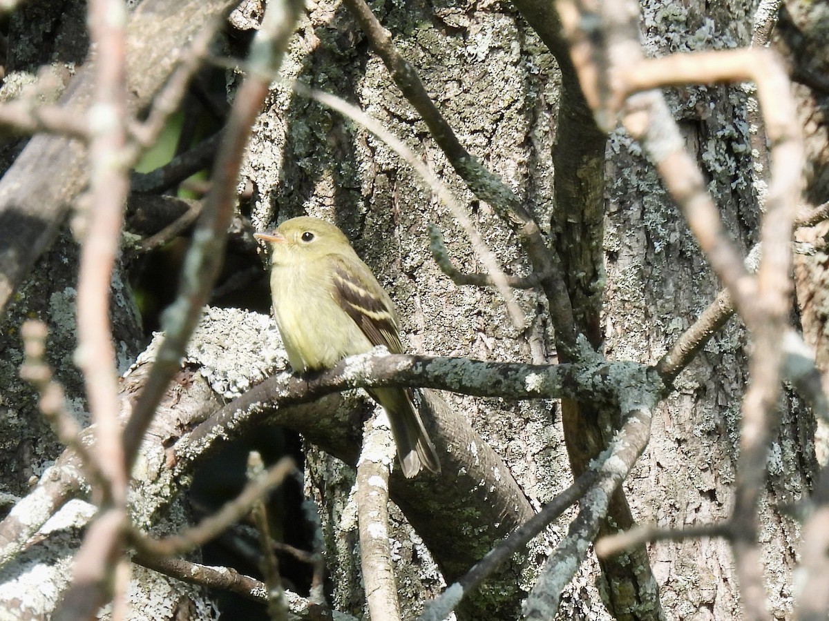 Moucherolle à ventre jaune - ML609162015