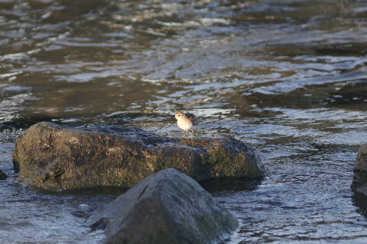 Least Sandpiper - ML609162237