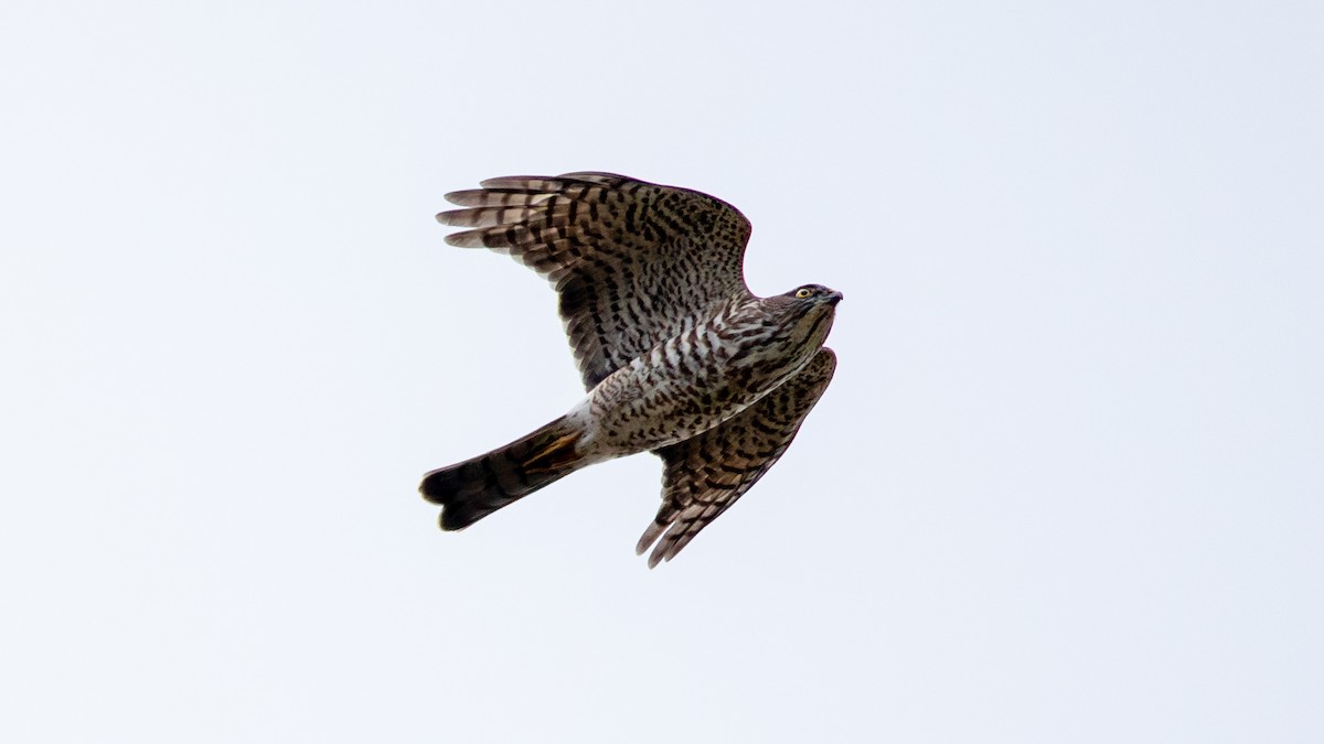 Japanese Sparrowhawk - zhenning liu