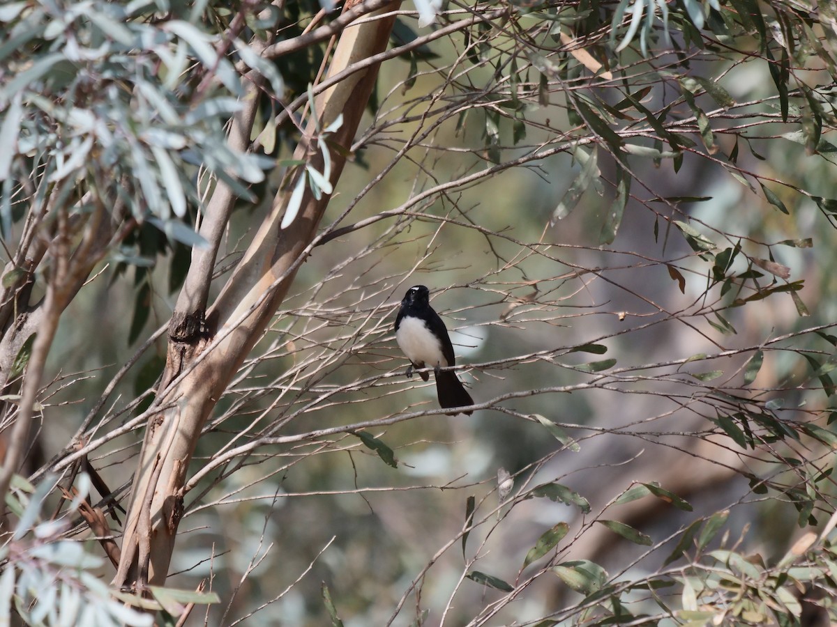 Willie-wagtail - Cate Cousland