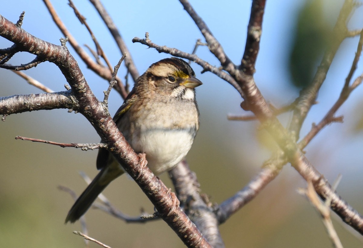 White-throated Sparrow - ML609162516