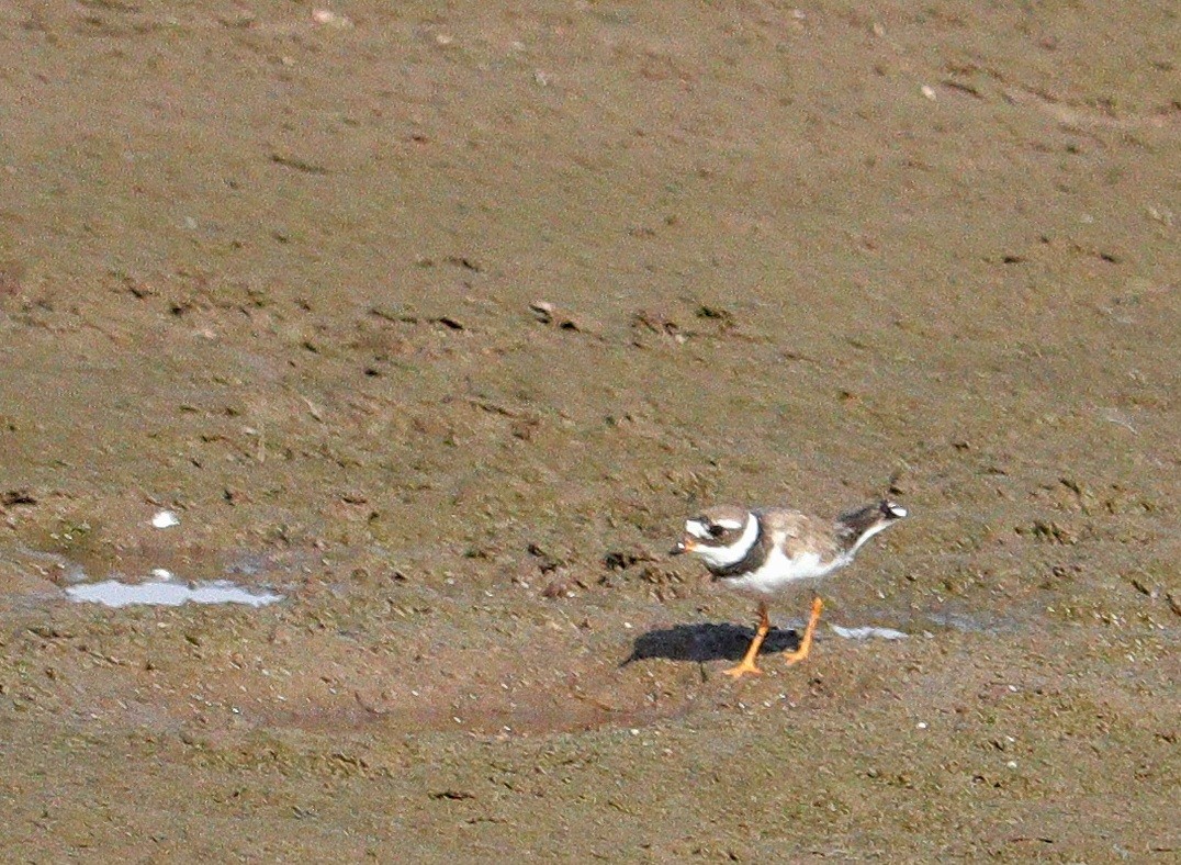 Common Ringed Plover - ML609162527