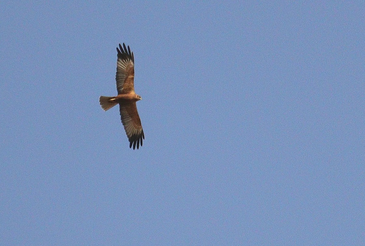 Western Marsh Harrier - ML609162536