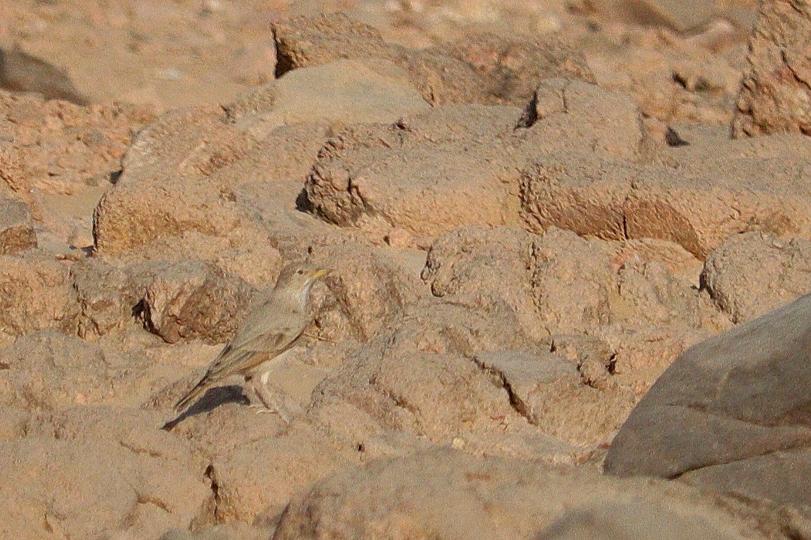 Desert Lark - ML609162542